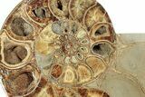 Cut Ammonite Fossil From Madagascar - Crystal Pockets! #207125-5